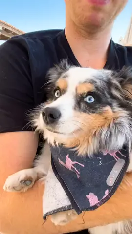 Omg! Look at that smile! What would you call her? #2020makeawish #tiktok #foryou #foryoupage #fyp #doggo #dog #puppy