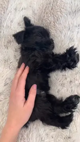 Sleepy 💤 #puppylove #sleepypup #foryou #mysweetpuppy