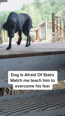 Let’s help him get this! Send some encouragement his way! Part 1 of 2. #DogTraining
