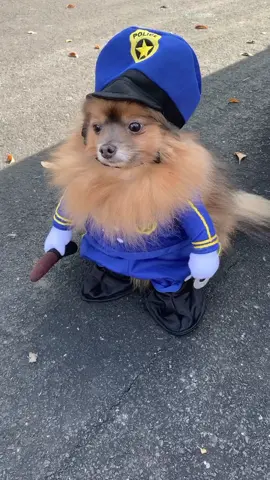 Pawfficer Whoopty-Woo is calling for backup 😂 #foryou #policek9 #policeofficer #policelife #pomeranian #dogs #dogsinclothes #pomquadsquad #fluffy