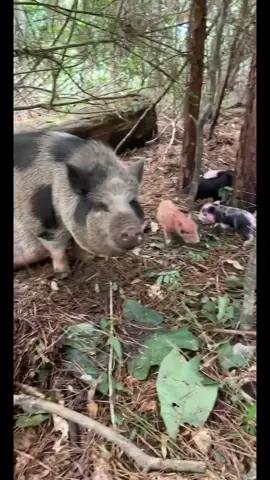 Have y’all ever seen anything as cute as these baby pigs? 😍 #pet #petchallenge #babyanimals #piglets #baby #cute #NotSoOrdinary #foryou #fyp #foryoup