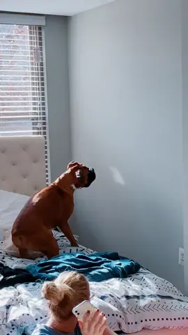 How to keep your boxer entertained #makemefamous #xyzbca #4u #foryou #foryourpage #foryoupag #viral #dogsoftiktok #dogs #georgetheboxer #funny