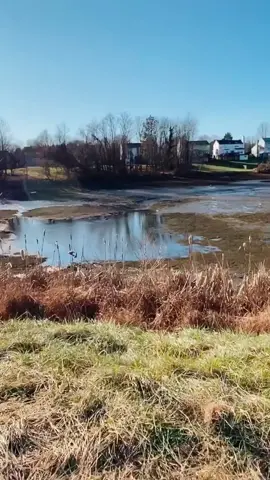 So sad :( #foryou #foryoupage #fyp #crazy #viral #drainedpond #pond #fishing #bassfishing