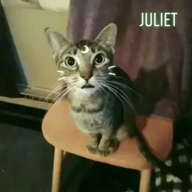 This is Juliet, follow me for more! #cat #cats #foryou #foryoupage #cute #witch #meow #wicca #followmee