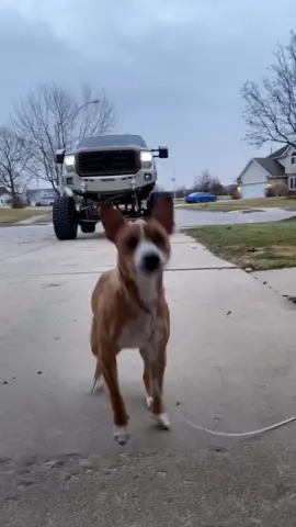 #fyp #dogs #doggo #pitbull #showtruck #liftedtrucks #lifted #trucks #turbodiesel #diesel #dieseltruck #ford #powerstroke #26x16s #ThatsWhatILike