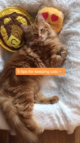 We often get asked for cat tips, so here are a few! 🧡 #pettips #tiktokcats #fyp