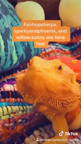 Pico has join the Reptile room at @margo.sunny.pico.sparky! A hype house for beardies....a herp house 😂 #beardeddragon #PetsOfTikTok #petlover #fyp