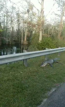 Crocodile rocking up to my car #Everglades #floridalife #tiktoktravel #travellife #traveldiaries