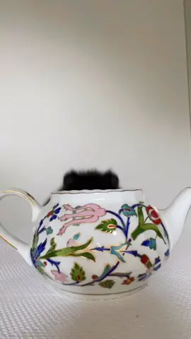 You have a message from a genie 🧞‍♂️ #dogs #animals #pomeranian