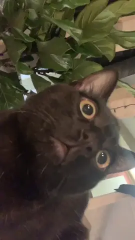 Meet Batman my nocturnal boyfriend that doesn’t let me have enough sleep #animals #foryou #foryoupage #fyp #comesaliveatmidnight #viral #boyfriend ￼