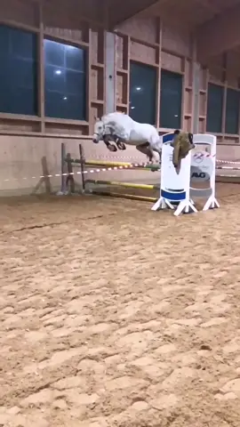 🛩️ #freispringen #showjumping #levistoz #flummi #lilleairlines #ueberflieger #foryoupage #foryou #viral