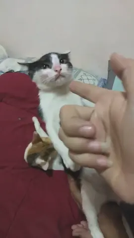 I’m in the ghetto 💅 🐱 🐈