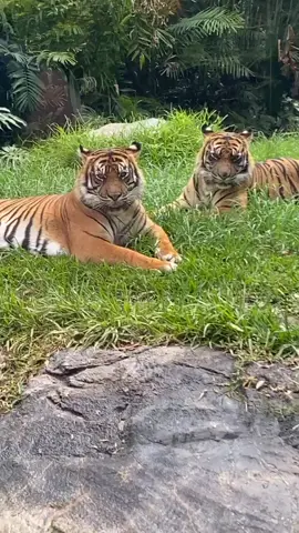 #australia#tigers#jaya and shanti