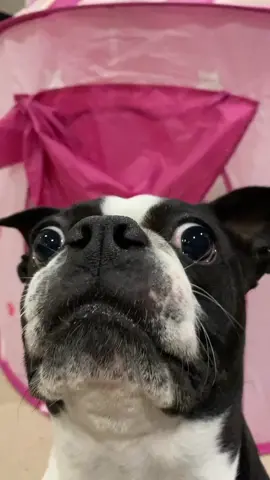 #bostonterrier #boston #crazy #dog