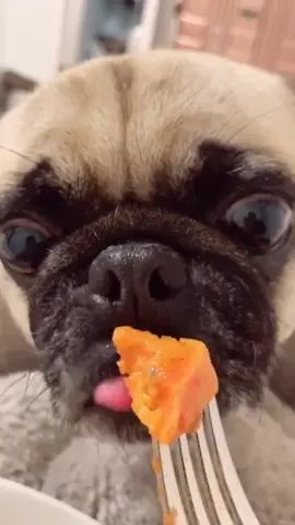 idk why he eats in slow motion🤣 (I didn’t use the fork afterwards lol) love my puggy❤️ #fyp #foryou #foodboard #funfacts