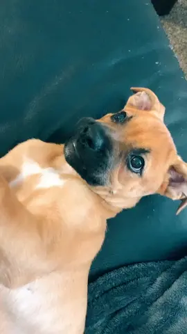 raynes is new to tik tok🤷🏻‍♀️😂#puppy #foryou #foryourpage