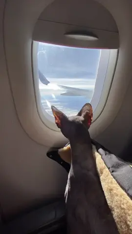 Goodbye NYC! Until next time! ✈️ #tiktoktravel #catsoftiktok #foryoupage