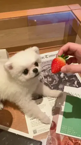 Залез под стол клянчит клубнику 🍓🍓🍓 #померанскийшпиц #поп #корея #pomeranain #포메 #포메리안 #부산