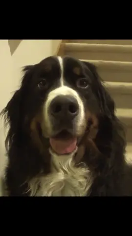 I wasn’t expecting that 🤯#dogsoftiktok #foryourpage #foryou #dog #thisismyfamily #viral #bernedoodle