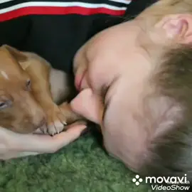 нежность она такая❤#рекомендации #pharohhound #серожа #❤левретка