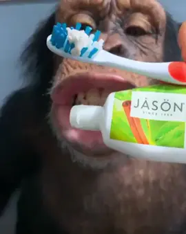 Chimp teeth brushing. MyrtleBeachSafari.com #chimp