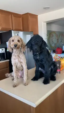 It wasn’t me! 🙊 #pamperedpets #dogsoftiktok #petdrip #dogs #fyp #dogchallenge #duet #foryou #oops #tiktokdogs #mydog #Love #funny #pets #help #hype