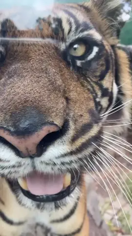#australia#tigers