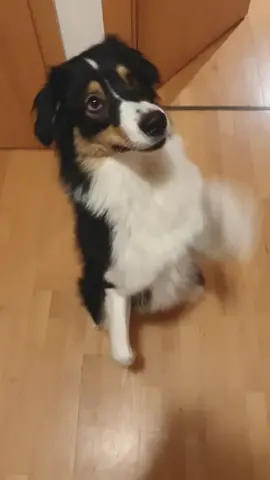 Bonnie says heeeeeello everyone!#dogs #foryou #foryoupage #4you #cutedog #australianshepherd #dogtricks #justforfun #hello