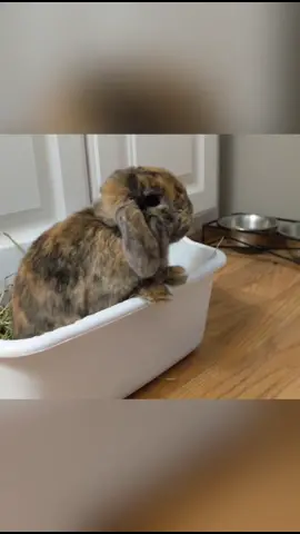 I miss this little guy so much 😭 #bunny #petlove #bestlife