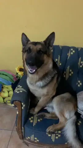 He truly loved it 🤧 #dogs #foruyou #germanshepherd