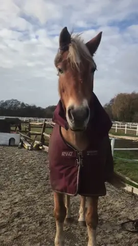 He’s such a dude 😎🤩 Hope you enjoy this raw! #horse #cutehorse #animal #fyp #foryoupage #horsetraining #liberty #horsemanship #pferd #cheval