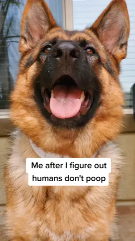 #morph #dog #dogsoftiktok #fyp #foryou ❤️ follow! @gandalf_potter