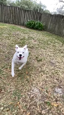 A view from a ball’s perspective #funnydogs #playtime #cutedogs #boxer #whiteboxer #furfriends #fyp #pov