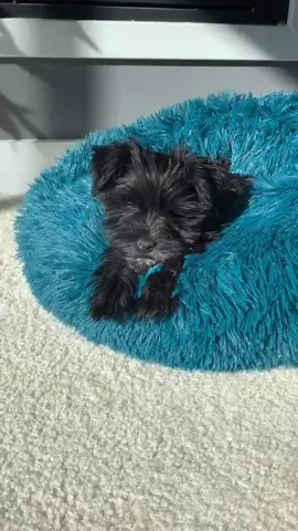 For the puppy lovers 🐶 #foryou #foryoupage #dogsoftiktok #tiktokdogs #puppylove #pupper