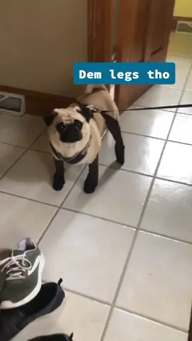 Frank was serving up looks... #dogsoftiktok #pugsoftiktok #pug #fy #feature #whatsonthemenu #legs #legsfordays #vogue #dougthepug #shaq @shaqthepug