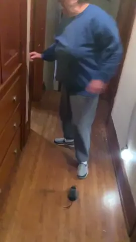 GIANT RAT PRANK ON GRANDMA! #angrygrandma #prank #foryou #grandma #makethisfamous #makethistrending #trending #viral #fyp #hilarious