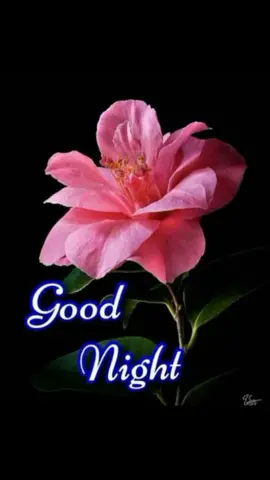 good night video #tiktok_india #viralvideo #photomagic