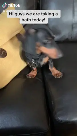 Repost because this didn’t get the love it deserves. #xyzcba #dog #dauchshund #cutiepie #fy #fyp #cuteness