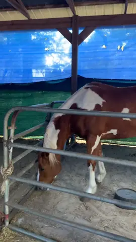 Hello, how are you #likeachamp #wholesomeplottwist #xyzbca #farmlife #horse #horsesoftiktok #horselife