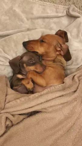 Best fur-iends 🐶🐶 #dachshundsoftiktok #fyp #foryoupage #dogs #doxies #sausagedogs