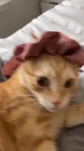 I’m crying. 😂 Love you Ki. 🧡 #cats #catlover #catchallenge #catcomedy #catvideo #foryou #fy #foryoupage #fyp #igotmyedgesbackchallenge