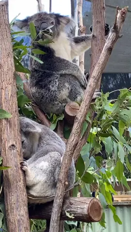 #australia#koalas#savekoalas
