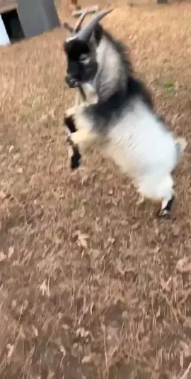 I think my goats are broken🤔☹️