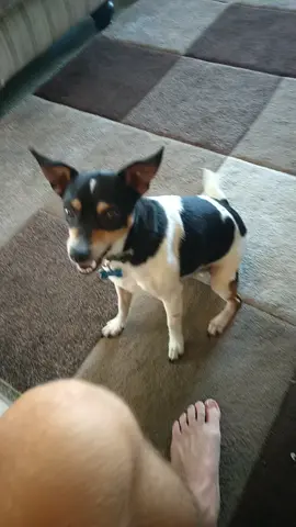 Pocket Rocket!🐶🚀