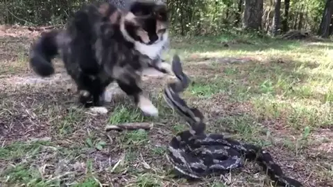 Callie trying to make friends with a snake. #kitty #cat #meow #snake