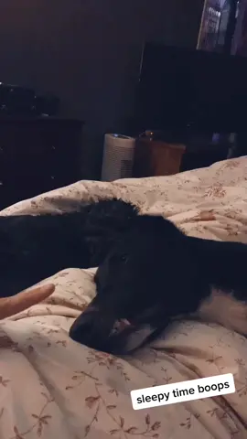 Night night #dog #boop #snoot