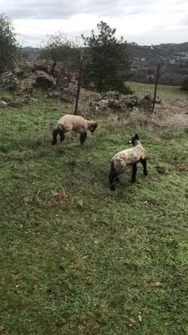 Getting our Kris Kross on #rookierancher #foryou #foryoupage #farmlife #country #kriskross #jump #jumpjump #littlelamb