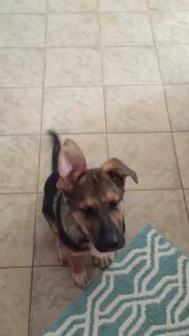 Dat ear tho. #dogsoftiktok #goodboy #fyp #foryoupage