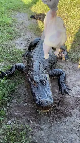Hanging that chicken for Gatorade!🐊 #animals #alligator #feeding #foryou #fyp #scary #AsGoodAsTheOG