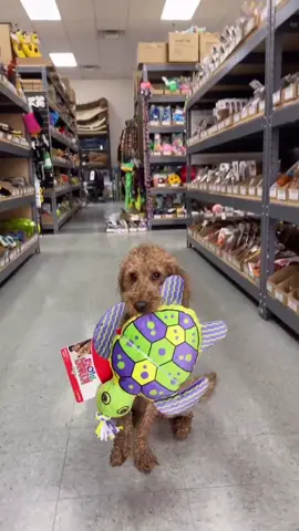 After my bath I picked out a new toy! 🐢💚  #howtoadult #tiktokdogs #dogsoftiktok #dogs #fyp #foryou #foryoupage #cutedogs #happy #shopping #new #dogs